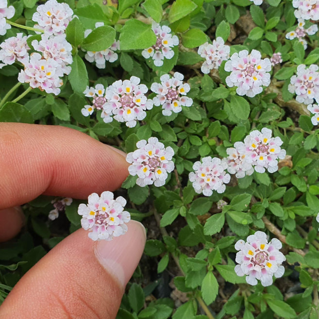 쿠라피아 꽃이 5월부터 9월까지 연속개화 꽃잔디 지피식물 모종 6cm 포트묘, 1개