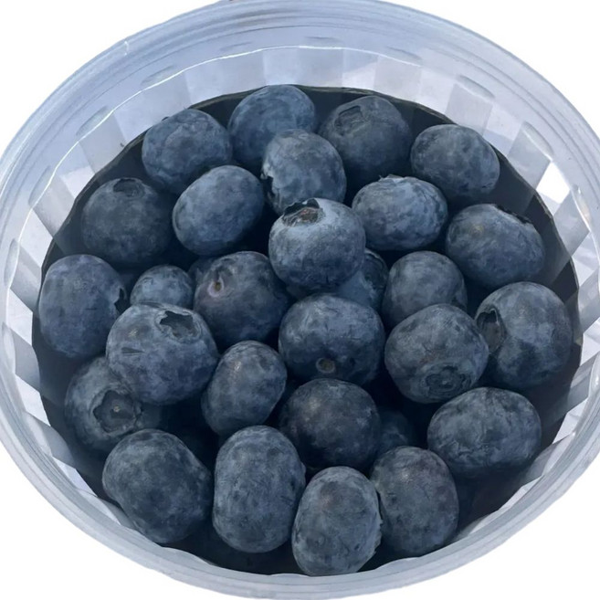 국내산 햇블루베리 생과 고당도 산지직송, 6개, 14mm 100g