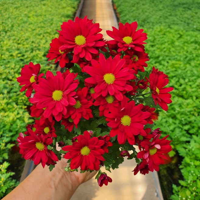 [무지개꽃/색상선택] 미니 국화 (꽃크기 3cm 소국 화분), 05. 빨간색 (스위프티 로쏘), 1개