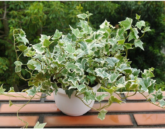 花樣渼栽盆栽生活館 常春藤 斑葉常春藤 (4.5寸) (吊盆花盆二用) (室內清淨空氣盆栽) 室內植物, 1個