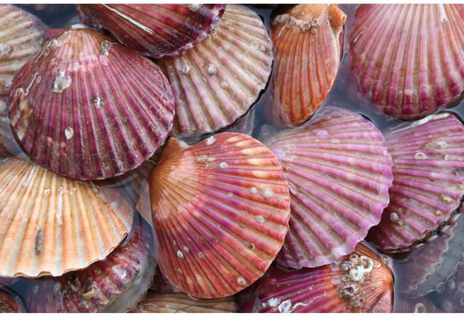 [바다내음] 알통통 통영 제철 저지방 홍가리비, 1박스, 1kg