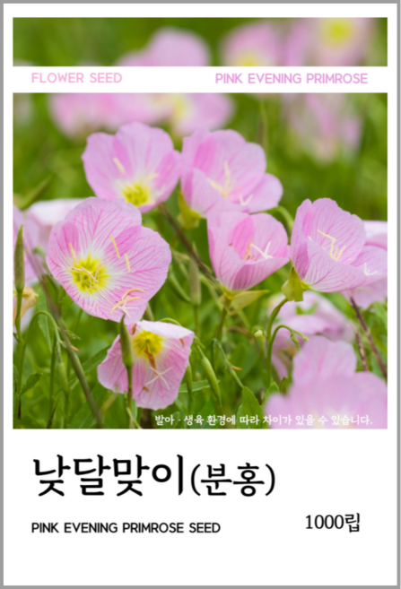 낮달맞이(분홍) 씨앗 1000립, 1개