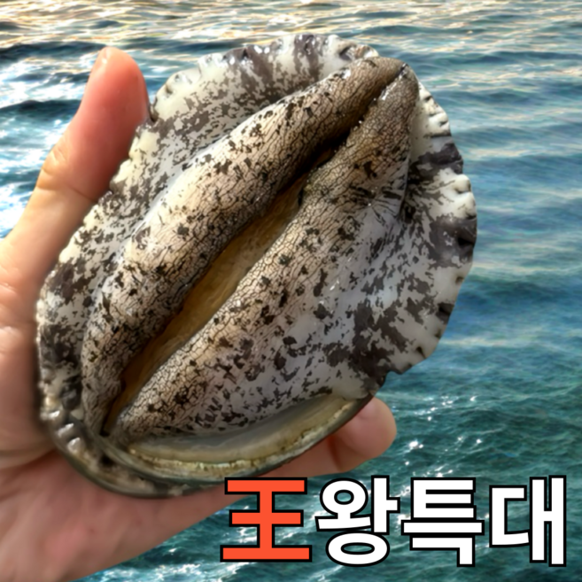 [파도스토리] 완도전복 2kg 왕특대 직거래 산지직송 산소포장 선물 세트, 1박스, 2kg(왕특대 16-18미 )