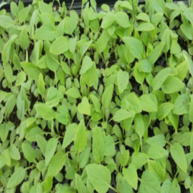 (성실)수리취 모종 100개 떡취