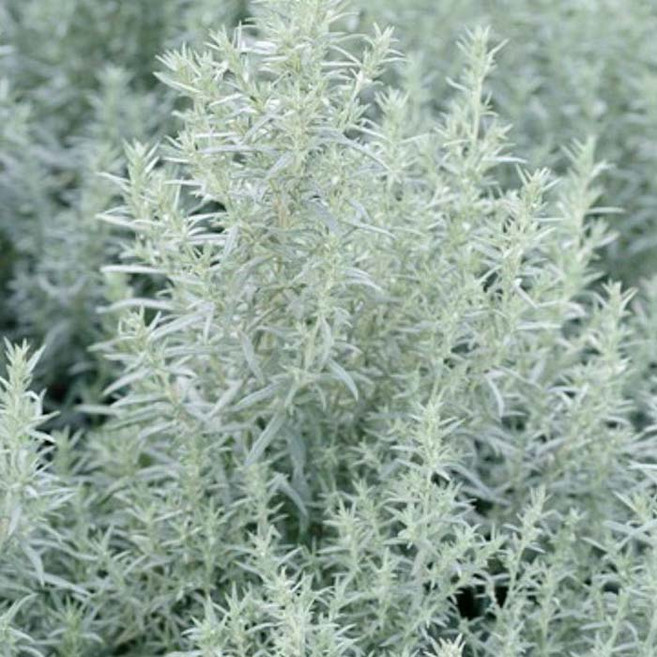 [가든조아] 케냐산 은쑥 실버퀸 15cm포트, 1개