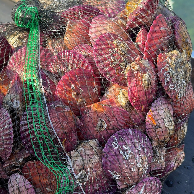 [통영직송] 제철 세척 비단 홍가리비, 1박스, 가리비 5kg