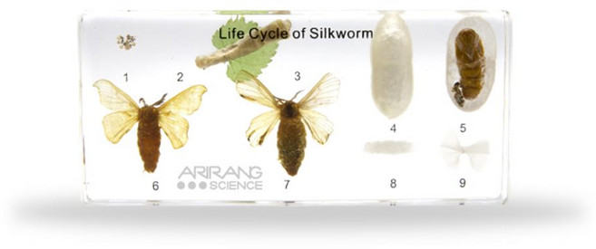 실물 표본 누에 한살이 곤충관찰 교육교구 곤충채집통