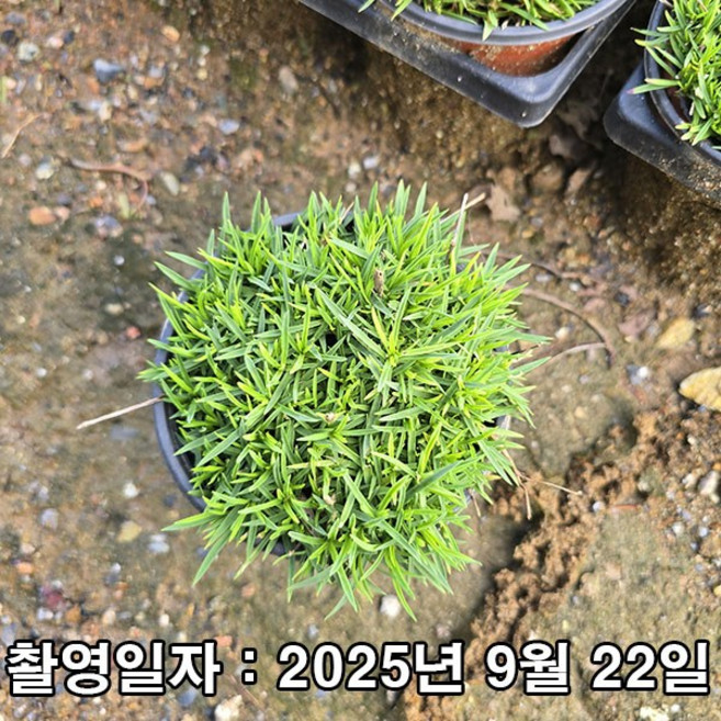 충주원예조경 / 사계 패랭이 / 4치 포트