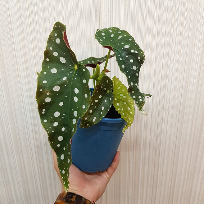 P老闆園藝 銀點海棠 5吋盆, 1個