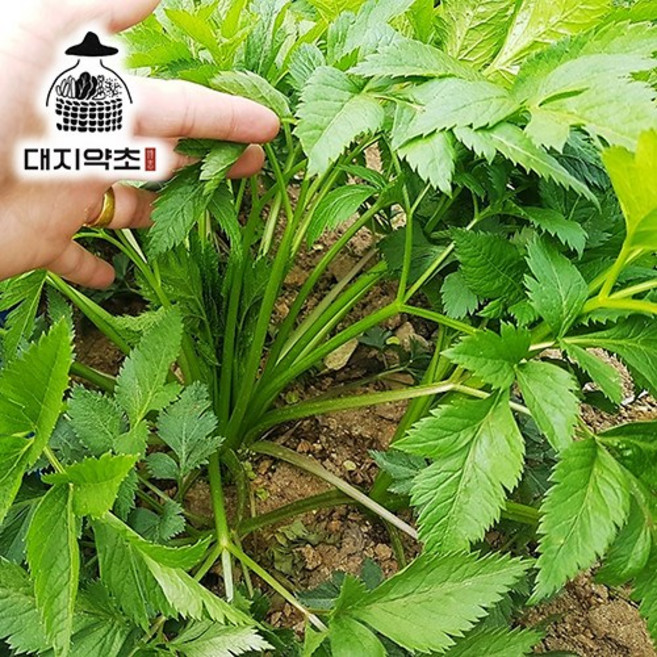 강원도 정선 고랭지 누리대 500g 누룩치 누릿대 누룩취 누룩치 나물, 1개
