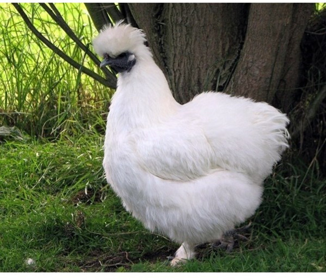 백봉오골계란 부화용 종란(20알 자연방사)백봉춘천농장직배송/무항생제 유정란, 1개