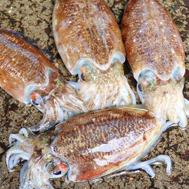 국내산 군산 활 갑오징어 생물, 1개, 3kg(15미내외)