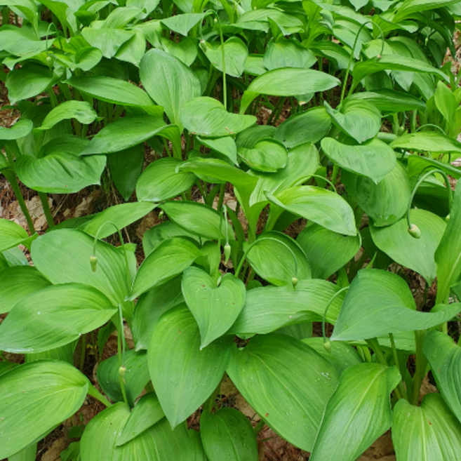 홍천 자연산 명이나물 (산마늘), 1kg, 1박스