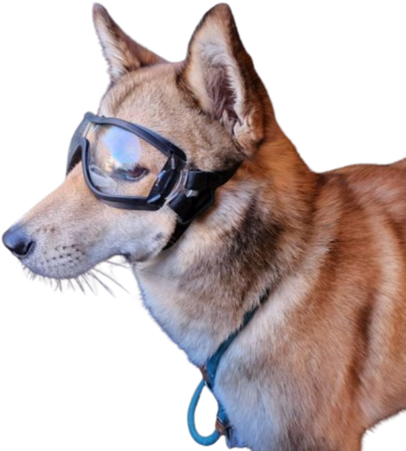 강아지 선글라스 애견 고글 도글라스 멍글라스 개글라스 소형견 중형견 대형견 반려견 UV차단 안경, 클리어미러, 1개