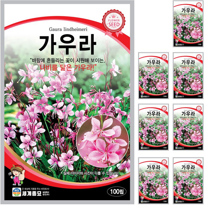 가우라 씨앗 100립 꽃씨앗 세계종묘 모칸도, 8개