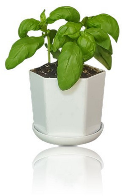 식용 허브 바질 로즈마리 라벤다 허브키우기