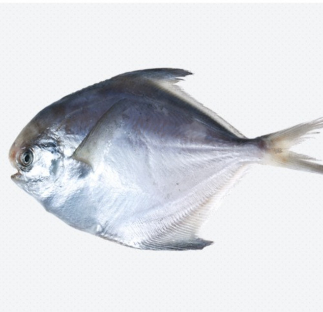 국내산 반건조 병어 특대1마리 30cm 전후, 1개