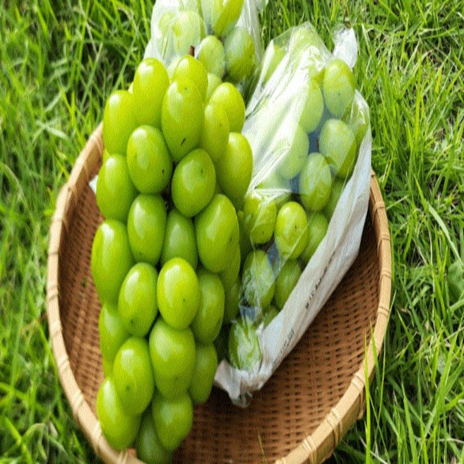 [당도보장] 샤인머스캣 2kg/4kg 영천 산지직송 햇살과 정성가득 당도높은 껍질째먹는 포도 망고포도 청포도, 1박스, 4kg(4-5수)