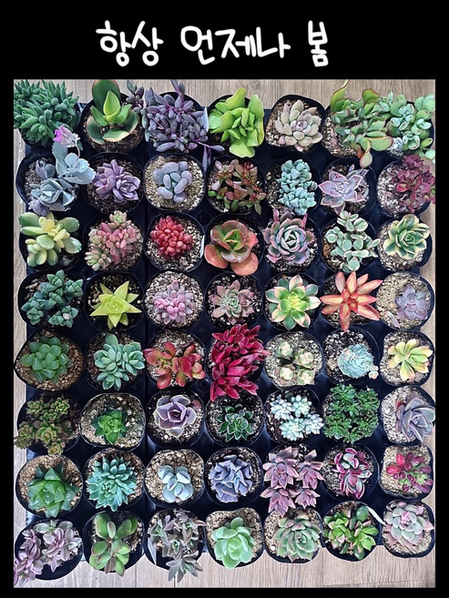 항상언제나봄 다육식물 중복없이 20개 랜덤발송