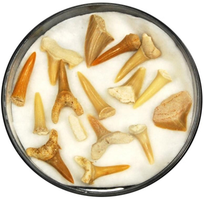 초등 과학 지구과학 상어이빨 화석 만들기 세트 실링