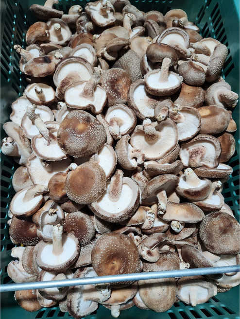 [서산여미표고]표고버섯 가정용 못난이 실속형 파지, 1개, 2kg