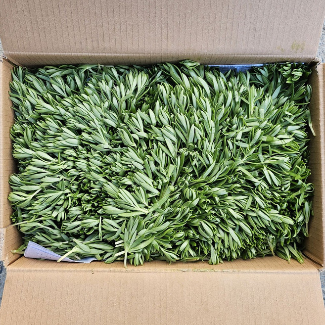 클릭마켓 국내산 돗나물 4kg 돈나물 돌나물, 1박스