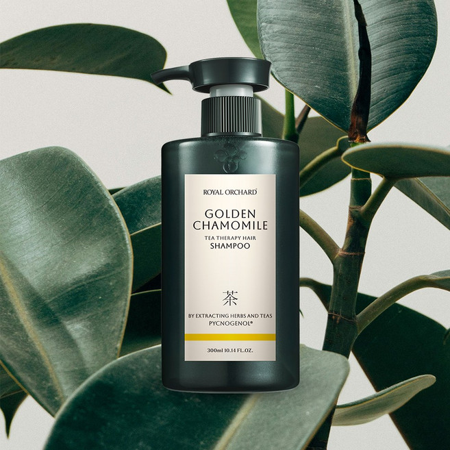 로얄오차드 차(TEA)로 만든 골든카모마일 샴푸 300ml (피크노제놀 함유), 1개