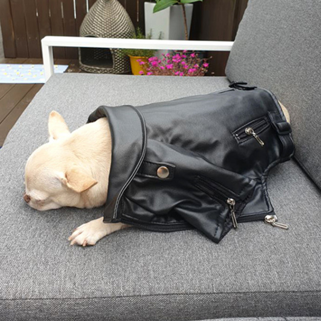 강아지 라이더자켓 가죽점퍼, 블랙, 1개
