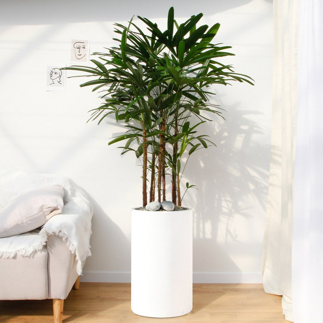 드셀플라워 관음죽 금전수 개업 화분 집들이 선물 승진 사무실 이전 병원 개원 식당 개업식 축하 화분 배달 당일배송 80.특대형_관음죽 흰색원형 경량화분, 80.특대형_관음죽 흰색원형 경량화분x1