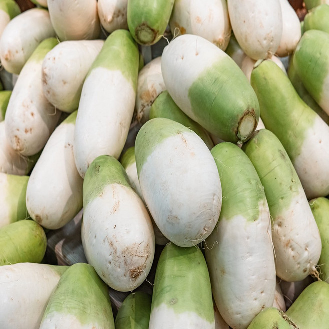 [단독특가] 일등농수산 정품 제주도 세척 월동무, 1개, 2kg 내외