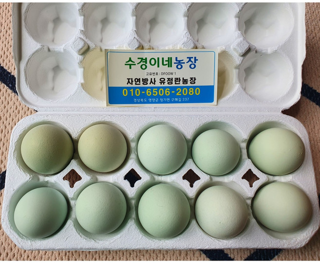 청란 청계란 자연방사 유정란 초란 난각번호 1번, 청란유정란 40개, 1개
