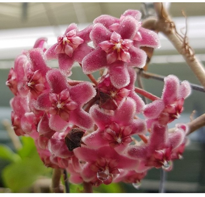 도도팜 호야 수입호야 퓨비갈릭스(모종) 호야 썬라이즈 (모종) 꽃x 리사호야 일반호야 소품 꽃피는호야 특이식물 공중식물 걸이식물 특이식물 호야식물 호야넝쿨, 1개, 01. 푸비갈릭스 1개