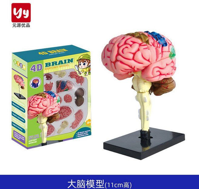 전신 뼈 인체 해골 모형 180cm 골격 바퀴 이동식 구조 스탠드 인대, 뇌 모형