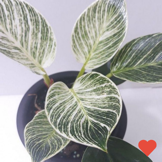 원예 식물 버킨 중 실내 공기정화식물 화초, 1개