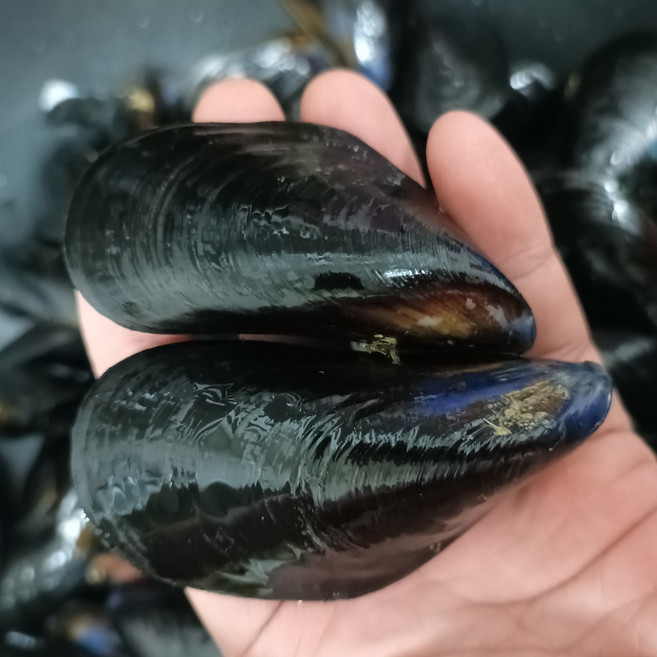 통영 피홍합 햇홍합 알큰 업소용 대용량, 1개, 5kg