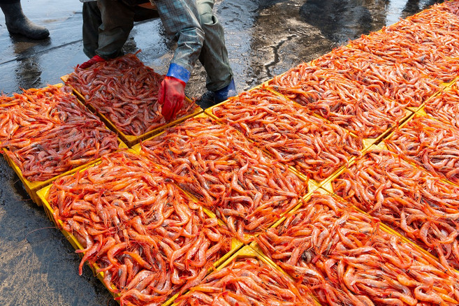죽변항직송 단새우 아마에비 홍새우 생물 급냉 횟감 일식 식당 초밥 오마카세 전문점, 생물 단새우,45-55미,횟감, 1개, 1kg