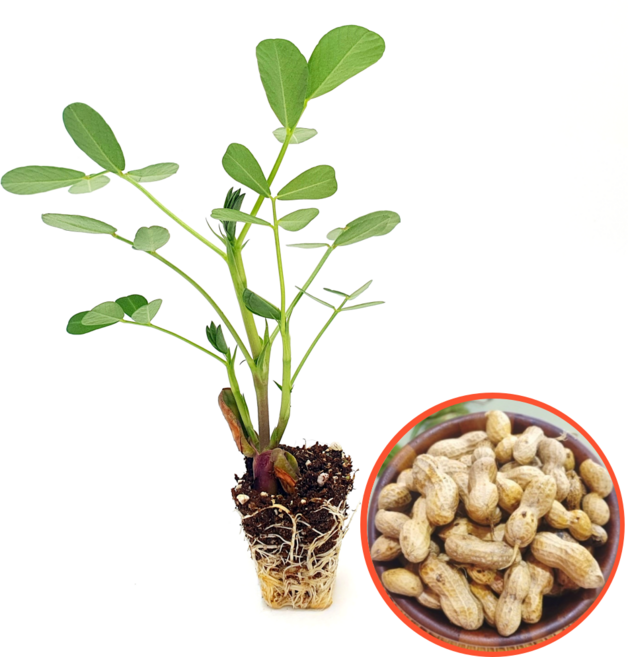 파머씨드 땅콩 모종 8개 국산 생땅콩 피땅콩 텃밭 묘종, 땅콩 8개