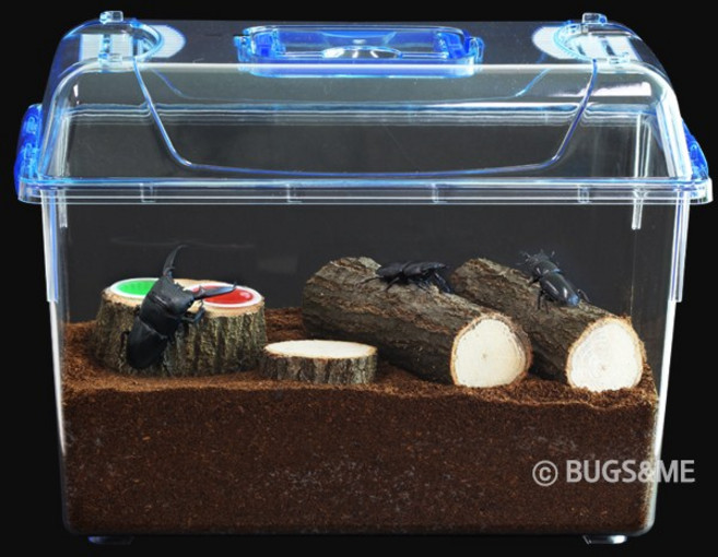 벅스앤미 넓적사슴벌레 성충 트리오세트 특대 (3마리포함)