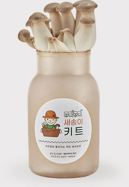 무럭무럭 새송이 버섯 키우기 키트 1입