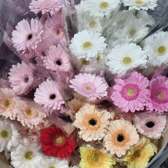 2위 - (설레임꽃) 거베라 1+1 20송이 색상랜덤 농장직송, 1개, 랜덤