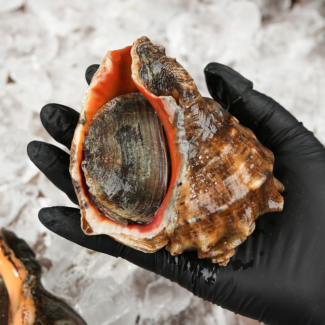 그대의밥상 국내산 자연산 생물 참소라 1kg, 2개, 중 (7미 내외)