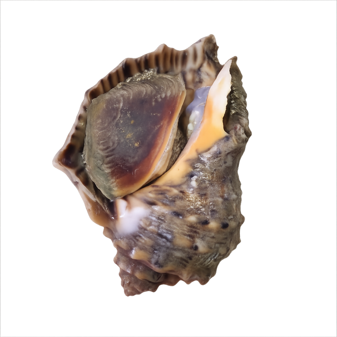 통영 자연산 참소라 뿔소라 해녀채취, 1개, 참소라1kg