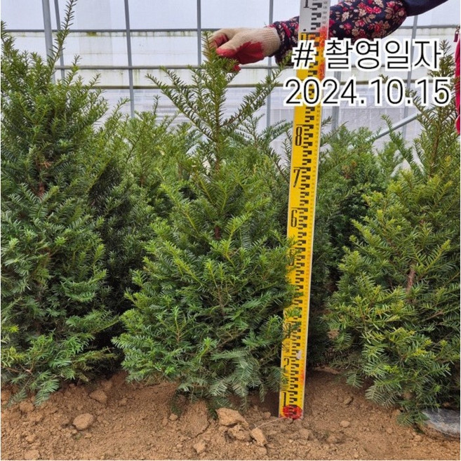 선주목 H 0.8m전후 주목 나무 묘목 분, 1개