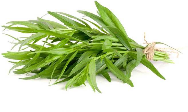 타라곤 1팩 (약10g) 가락시장 직송, 10g, 1개