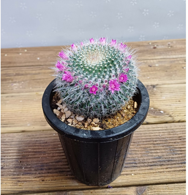 행복한꽃순이/옹옥선인장/둥근/가시, 1개