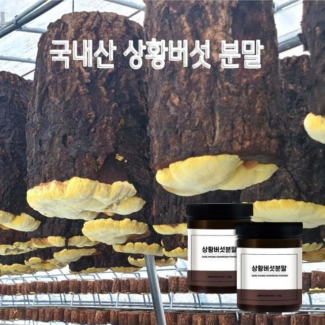 국내산 상황버섯 분말 가루 상황 상항 버섯 100g, 2개