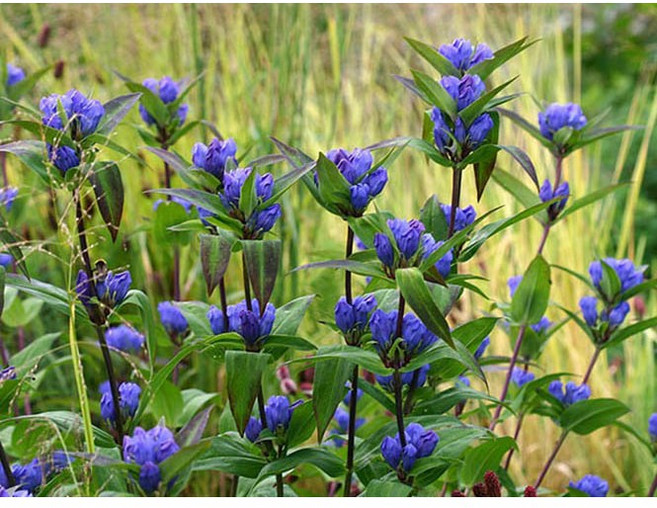 [평창]칼잎용담보라(과남풀)(15cm중형포트), 1개