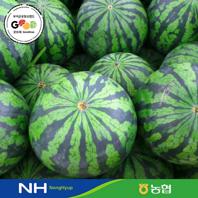 전대표 농협 하우스 수박 옵션선택 / 굿뜨래 정품 / 실중량 / watermelon, 1개, 7kg~8kg미만
