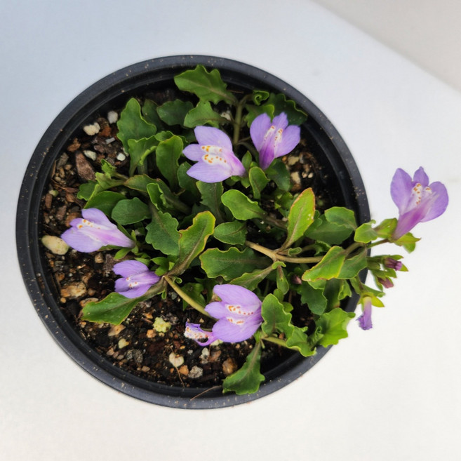 번식력이좋은 누운주름 랜덤색상 봄꽃 덩굴해란초 야생화 노지월동 식물 그래꽃이다, 누운주름(랜덤), 1개