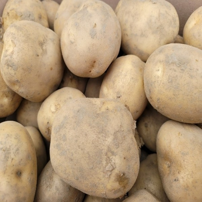 케이엠푸드 감자 수미 알감자 5kg 대, 1박스